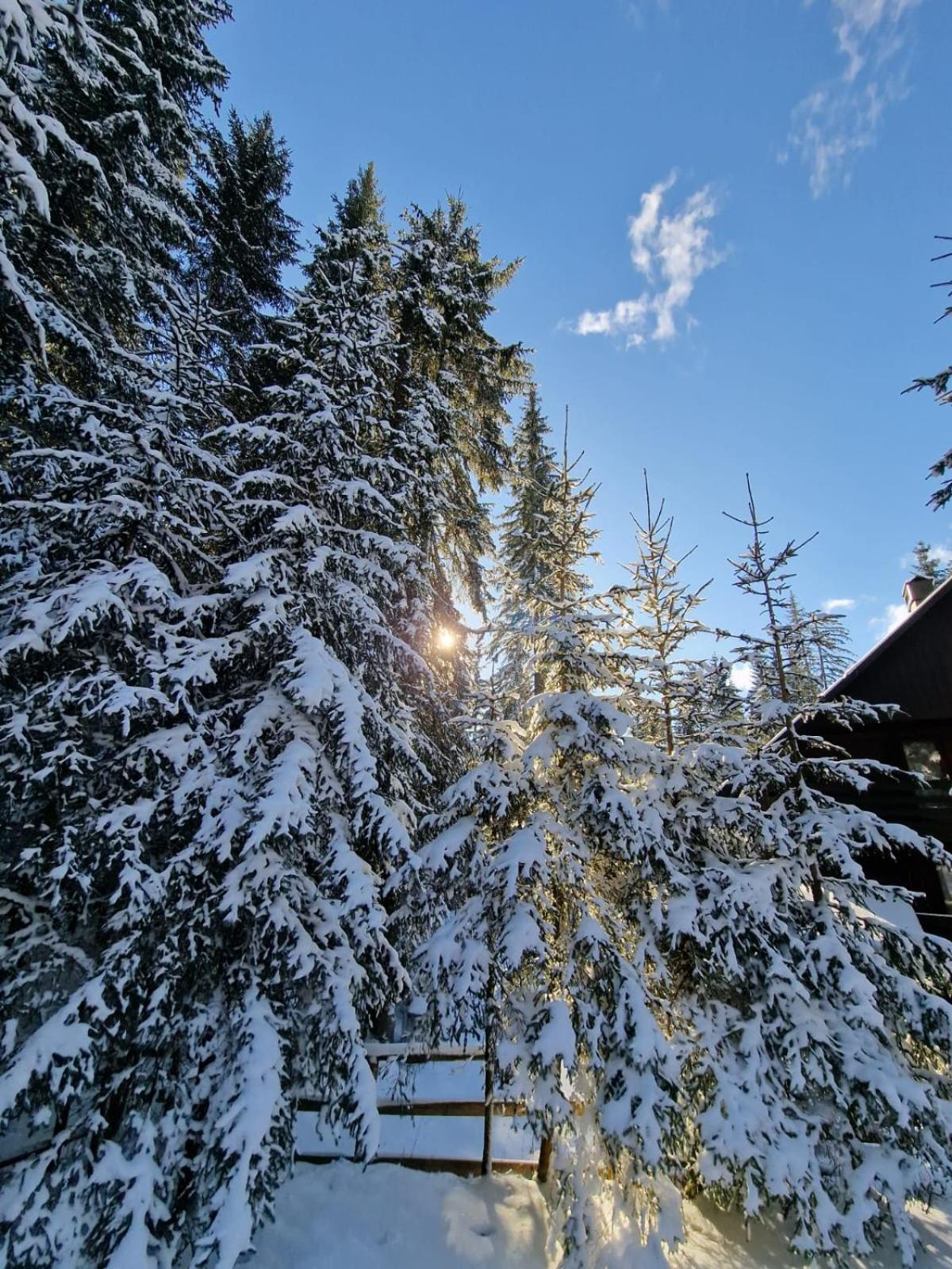 Forest Apartments Pokljuka Zgornje Gorje Exteriér fotografie